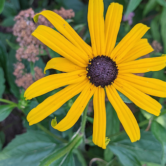 Camille Leganza Profile