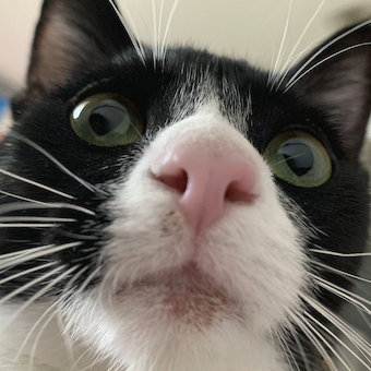 Isabella Nunez Profile