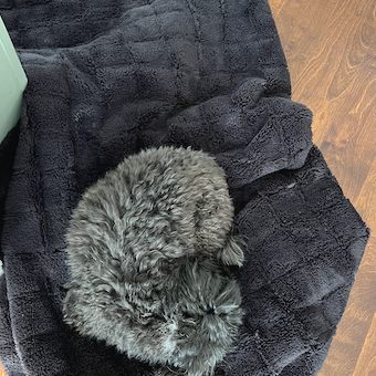 Steve McBride Profile