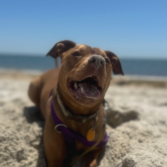 Victoria Allen Profile